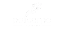 Policarpo Plantas Adultas